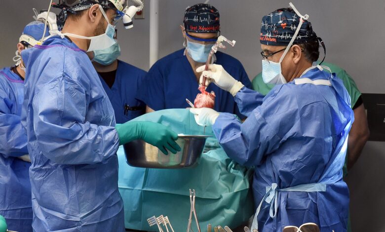 Milestone Pig-to-Human Heart Transplant May Pave the Way for Broader Trial
