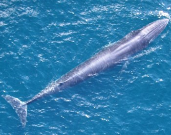rice's whale