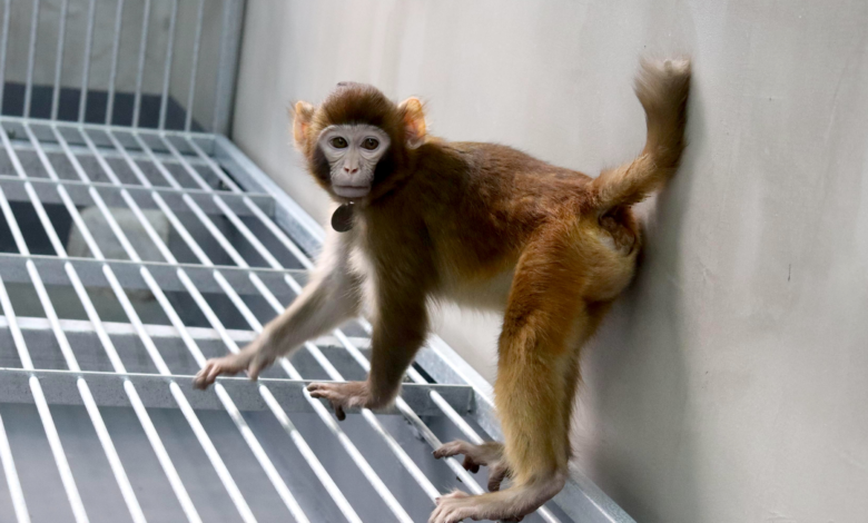 Meet ReTro, the First Cloned Rhesus Monkey to Reach Adulthood
