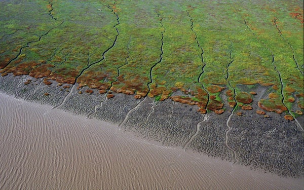 Coastal view of mud flats and wetlands.